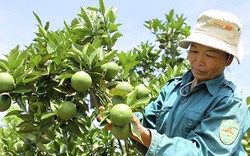 Việt Nam xuất khẩu giùm Thái Lan cả tỷ USD trái cây sang Trung Quốc