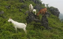 Thanh Hóa : 9X kiếm hàng trăm triệu/năm nhờ thả dê hoang dã