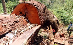 Chủ mưu phá rừng gỗ lim xanh quý hiếm ra đầu thú