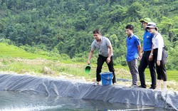 Nuôi loài cá mõm nhọn trong "ruộng bậc thang", bán 250.000 đồng/kg