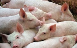 Giá heo hơi hôm nay 28/7: Lợn hơi liên tục tăng giá, các "đại gia" lãi bao nhiêu?