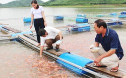 Bán khách sạn tiền tỷ, gom tiền về quê nuôi cá lồng bè