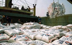 MỚI: Sau thời gian tạm ngưng, xuất khẩu gạo sang Mỹ tăng đột biến