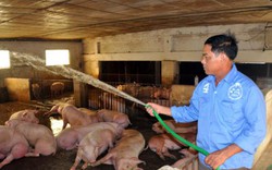 Giá heo hơi hôm nay 29/7: Tiếp đà tăng 200%, Bộ Nông nghiệp nói gì về giá lợn hơi tháng 7?