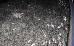 An Giang: Điều tra vụ 150.000 cá chạch trong bồn cao su lăn ra chết