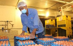 Giá trứng vịt chạy đồng tăng kỉ lục, người nuôi lãi đậm