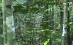 Video hiếm hoi về người duy nhất còn sót lại của bộ tộc Amazon