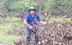 Nắm những chiêu này, ông Ba thu lãi "khủng" hơn 1 tỷ từ trồng điều