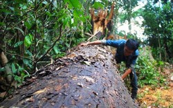 Khởi tố vụ án rừng phòng hộ bị “tàn sát” nghiêm trọng ở Bình Định