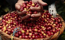 Giá nông sản hôm nay 1/8: Giá cà phê lại giảm sâu, giá tiêu áp lực trước nguồn hàng mới