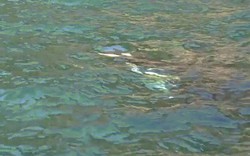 Mối nguy của cá voi khi mang xác con qua đại dương suốt 7 ngày