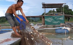 Rời bản ra lòng hồ nuôi cá, cho ăn cây ngô, lá chuối có trăm triệu