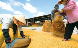 Công bố giá thành sản xuất lúa ở ĐBSCL: Nông dân tốn thêm 1.400 tỷ