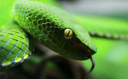 Các loại rắn độc ở Việt Nam: Giết người trong tích tắc