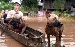 Ảnh: Nhìn lại hơn 10 ngày thảm họa vỡ đập thủy điện ở Lào