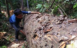Vụ phá rừng "dân biết, kiểm lâm ngỡ ngàng": Giao công an điều tra