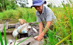 Nhà nông Kiên Giang khốn khổ vì lúa ngập úng mọc mầm, “cò” bẻ kèo