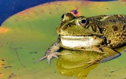 Kỳ quặc loài ếch đặc biệt phát ra âm thanh giống tiếng... dê