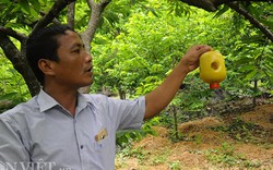 Bẫy ruồi vàng treo khắp vườn, na mắt mở to cũng không lo sâu hại