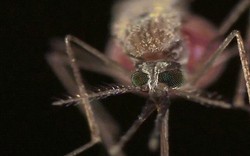 Giải mã hiện tượng vì sao bạn thường bị muỗi cắn nhiều hơn người khác