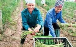 Trồng "rau vua", đêm dậy đi bắt sâu, hái măng, thu hàng chục triệu