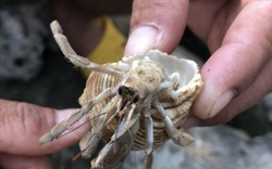 Kỳ công nuôi ốc mượn hồn số lượng khủng làm “thú cưng” ở đảo Lý Sơn