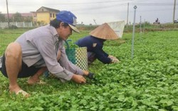 Cả làng sống khoẻ re nhờ trồng loài rau mọc hoang thủa nào