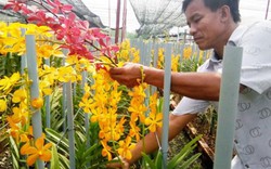 TP.Hồ Chí Minh sắp có lễ hội hoa lan, cây kiểng đầu tiên