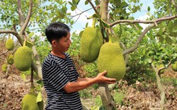 Thu hàng tỷ đồng nhờ trồng mít Thái da xanh xen cây chanh