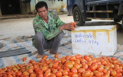 Làm giàu ở nông thôn: Chỉ trồng rau, cà thôi mà tôi lãi 400 triệu