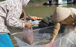 Rong ruổi trên lòng hồ sông Đà, "vớt" tôm tươi nhảy tanh tách