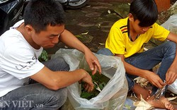 Tròn mắt thấy cào cào, châu chấu, dế nhảy loạn giữa lòng thành phố