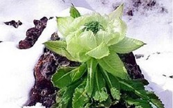 Thực hư hoa sen núi tuyết 7 năm mới nở hoa: Tăng sinh lực, 100 triệu/kg