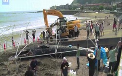 Video: Xác cá voi xanh quý hiếm lần đầu trôi dạt vào bờ biển Nhật Bản