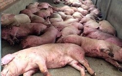 Nóng: Trung Quốc bùng phát dịch tả lợn châu Phi, đe doạ lan rộng