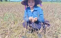 Hà Tĩnh: Mưa lũ "nuốt" trọn 125ha đậu xanh, nông dân mất tiền tỷ