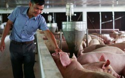 Giá lợn hơi tăng, Cục Chăn nuôi khẳng định ngành nuôi lợn thắng lớn