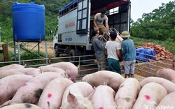 Giá heo hơi hôm nay 11/8: Thương lái "không dám chê" lợn xấu, đẹp, nhà nông vẫn hồi hộp