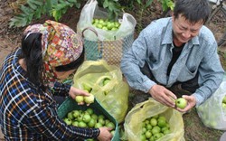 Làng ổi nổi danh đất Bắc, bán trái quanh năm, 4 mùa đắt hàng