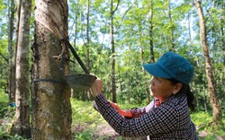 "Vàng trắng" chỉ còn hơn 8.000 đồng/kg, nhà nông lo ngập nợ nần