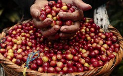 Giá nông sản hôm nay 13/8: Thị trường yên ắng, cà phê vào mùa "giáp hạt", giá tiêu không đổi