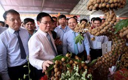 Phó Thủ tướng Vương Đình Huệ: Xử lý nghiêm thông tin nhãn nhúng lưu huỳnh
