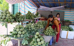 Đã mắt ngắm những vườn na dai Mai Sơn căng tròn ngọt lịm