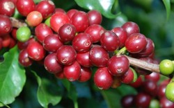 Giá nông sản hôm nay 15/8: Dự báo sản lượng cà phê tăng 4% niên vụ tới, giá tiêu bất động