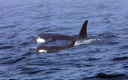 Thêm cá voi sát thủ có biểu hiện lạ khiến nhà khoa học đau đầu