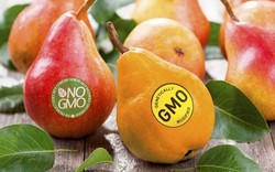 Không có loại cây trồng, thực phẩm nào được nghiên cứu kỹ như GMO