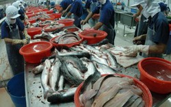 Hàng loạt tờ báo Rumani đăng thông tin "bôi nhọ" cá tra Việt Nam