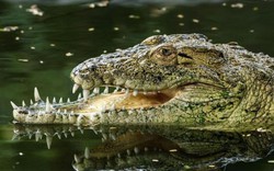 Cá sấu mang tật cả đời sau trận "tử chiến" với đồng loại