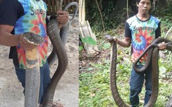 Bắt được hổ mang chúa dài 5m ở Thái Lan, dân kính cẩn gọi là "ông"