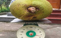 Tròn mắt xem quả mít khổng lồ, nặng gần 50kg ở Hà Nội